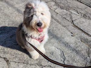 山梨県甲府市の犬の保育園もふ＆ふる　犬のしつけ　ドッグトレーニング