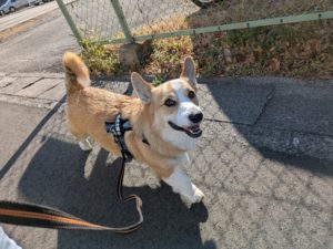 山梨県甲府市の犬の保育園もふ＆ふる　犬のしつけ　ドッグトレーニング
