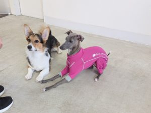山梨県甲府市の犬の保育園もふ＆ふる　犬のしつけ　ドッグトレーニング