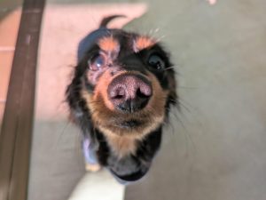 山梨県甲府市の犬の保育園もふ＆ふる　犬のしつけ　ドッグトレーニング