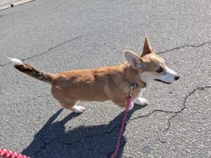 山梨県甲府市の犬の保育園もふ＆ふる　犬のしつけ　ドッグトレーニング