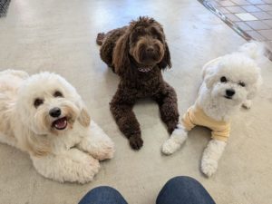 山梨県甲府市の犬の保育園もふ＆ふる　犬のしつけ　ドッグトレーニング