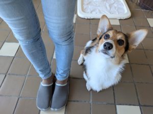 山梨県甲府市の犬の保育園もふ＆ふる　犬のしつけ　ドッグトレーニング