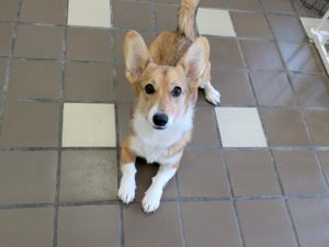 山梨県甲府市の犬の保育園もふ＆ふる　犬のしつけ　ドッグトレーニング