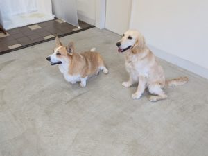 山梨県甲府市の犬の保育園もふ＆ふる　犬のしつけ　ドッグトレーニング