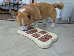 山梨県甲府市の犬の保育園もふ＆ふる　犬のしつけ　ドッグトレーニング