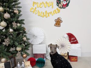 山梨県甲府市の犬の保育園もふ＆ふる　犬のしつけ　ドッグトレーニング