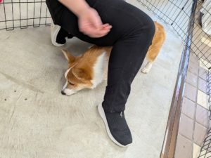 山梨県甲府市の犬の保育園もふ＆ふる　犬のしつけ　ドッグトレーニング