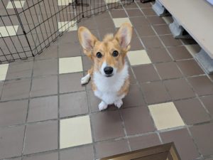 山梨県甲府市の犬の保育園もふ＆ふる　犬のしつけ　ドッグトレーニング