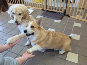 山梨県甲府市の犬の保育園もふ＆ふる　犬のしつけ　ドッグトレーニング
