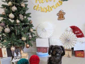 山梨県甲府市の犬の保育園もふ＆ふる　犬のしつけ　ドッグトレーニング