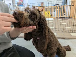 山梨県甲府市の犬の保育園もふ＆ふる　犬のしつけ　ドッグトレーニング