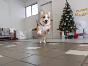山梨県甲府市の犬の保育園もふ＆ふる　犬のしつけ　ドッグトレーニング