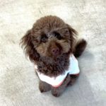 山梨県甲府市の犬の保育園もふ＆ふる　犬のしつけ　ドッグトレーニング