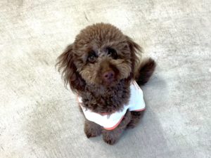 山梨県甲府市の犬の保育園もふ＆ふる　犬のしつけ　ドッグトレーニング