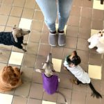 山梨県甲府市の犬の保育園もふ＆ふる　犬のしつけ　ドッグトレーニング