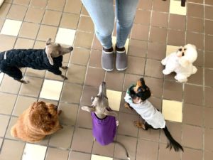 山梨県甲府市の犬の保育園もふ＆ふる　犬のしつけ　ドッグトレーニング