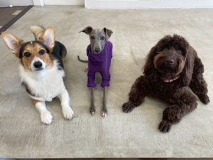 山梨県甲府市の犬の保育園もふ＆ふる　犬のしつけ　ドッグトレーニング