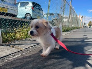 山梨県甲府市の犬の保育園もふ＆ふる　犬のしつけ　ドッグトレーニング