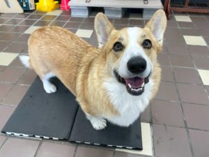 山梨県甲府市の犬の保育園もふ＆ふる　犬のしつけ　ドッグトレーニング