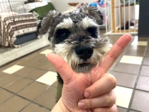 山梨県甲府市の犬の保育園もふ＆ふる　犬のしつけ　ドッグトレーニング