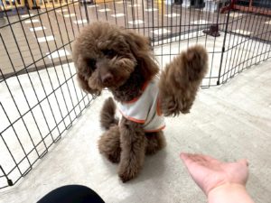 山梨県甲府市の犬の保育園もふ＆ふる　犬のしつけ　ドッグトレーニング