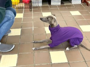 山梨県甲府市の犬の保育園もふ＆ふる　犬のしつけ　ドッグトレーニング