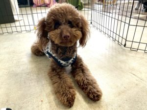 山梨県甲府市の犬の保育園もふ＆ふる　犬のしつけ　ドッグトレーニング