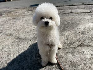 山梨県甲府市の犬の保育園もふ＆ふる　犬のしつけ　ドッグトレーニング