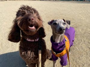 山梨県甲府市の犬の保育園もふ＆ふる　犬のしつけ　ドッグトレーニング