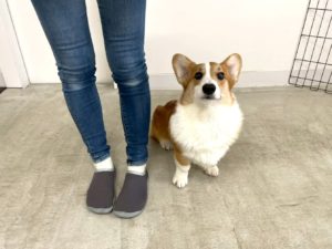 山梨県甲府市の犬の保育園もふ＆ふる　犬のしつけ　ドッグトレーニング