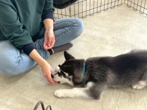 山梨県甲府市の犬の保育園もふ＆ふる　犬のしつけ　ドッグトレーニング