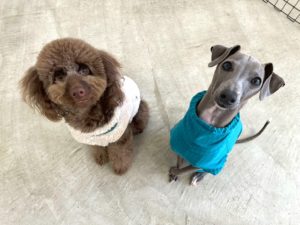山梨県甲府市の犬の保育園もふ＆ふる　犬のしつけ　ドッグトレーニング