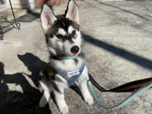 山梨県甲府市の犬の保育園もふ＆ふる　犬のしつけ　ドッグトレーニング