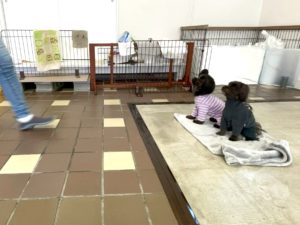 山梨県甲府市の犬の保育園もふ＆ふる　犬のしつけ　ドッグトレーニング