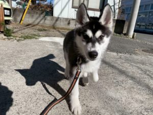 山梨県甲府市の犬の保育園もふ＆ふる　犬のしつけ　ドッグトレーニング