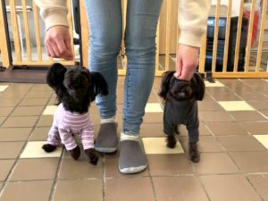 山梨県甲府市の犬の保育園もふ＆ふる　犬のしつけ　ドッグトレーニング