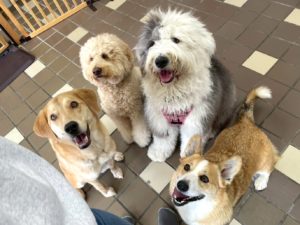 山梨県甲府市の犬の保育園もふ＆ふる　犬のしつけ　ドッグトレーニング