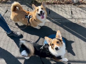 山梨県甲府市の犬の保育園もふ＆ふる　犬のしつけ　ドッグトレーニング