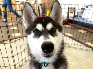 山梨県甲府市の犬の保育園もふ＆ふる　犬のしつけ　ドッグトレーニング