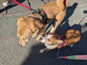 山梨県甲府市の犬の保育園もふ＆ふる　犬のしつけ　ドッグトレーニング