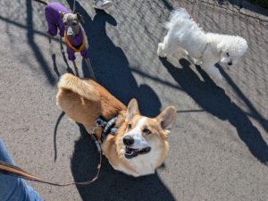 山梨県甲府市の犬の保育園もふ＆ふる　犬のしつけ　ドッグトレーニング