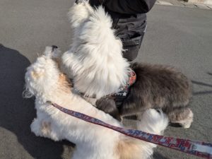山梨県甲府市の犬の保育園もふ＆ふる　犬のしつけ　ドッグトレーニング