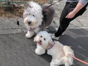 山梨県甲府市の犬の保育園もふ＆ふる　犬のしつけ　ドッグトレーニング