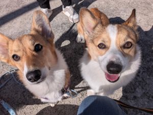 山梨県甲府市の犬の保育園もふ＆ふる　犬のしつけ　ドッグトレーニング