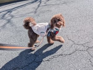山梨県甲府市の犬の保育園もふ＆ふる　犬のしつけ　ドッグトレーニング