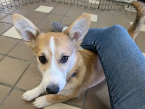 山梨県甲府市の犬の保育園もふ＆ふる　犬のしつけ　ドッグトレーニング