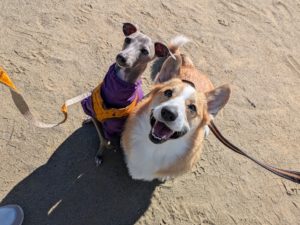 山梨県甲府市の犬の保育園もふ&ふる 犬のしつけ ドッグトレーニング