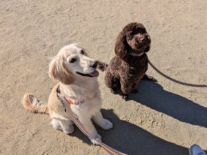 山梨県甲府市の犬の保育園もふ&ふる 犬のしつけ ドッグトレーニング