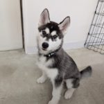 山梨県甲府市の犬の保育園もふ＆ふる　犬のしつけ　ドッグトレーニング